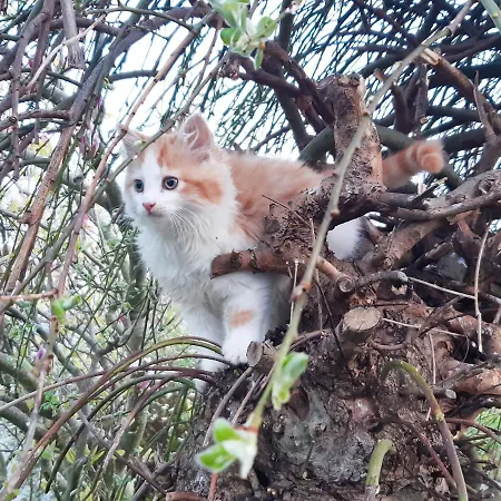 Inveraray Farm 波弗特