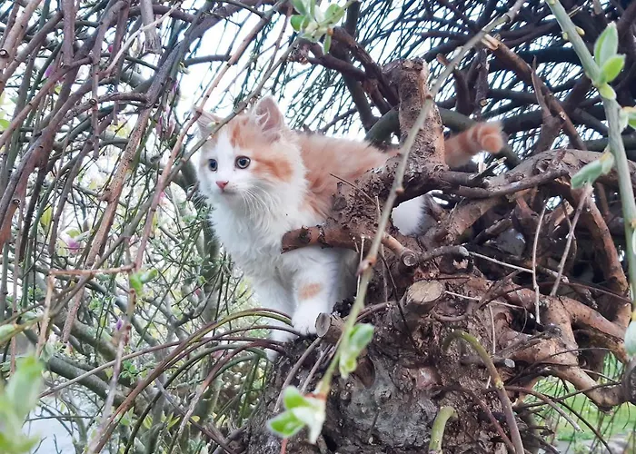 Inveraray Farm 波弗特